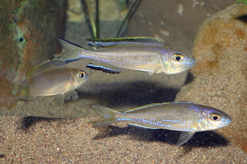 Lestradea perspicax 'Kawasindi Island'
